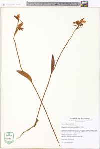 Pogonia ophioglossoides image