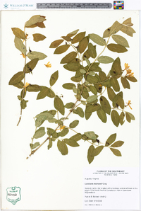 Lonicera morrowii image