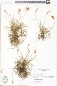 Tillandsia recurvata image