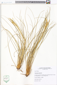 Tillandsia bartramii image