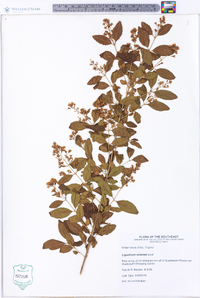 Ligustrum sinense image