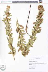 Lespedeza capitata image