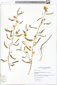 Chamaecrista fasciculata var. fasciculata image