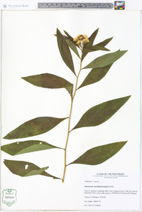 Vernonia noveboracensis image