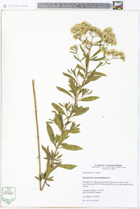 Eupatorium semiserratum image