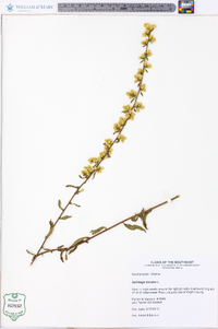 Solidago bicolor image