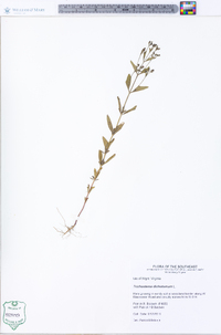 Trichostema dichotomum image