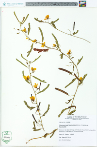 Chamaecrista fasciculata var. fasciculata image