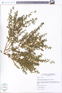 Kummerowia stipulacea image