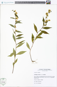 Solidago caesia var. caesia image