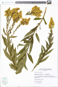 Solidago canadensis var. canadensis image