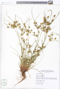 Cyperus croceus image