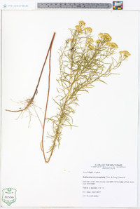 Euthamia microcephala image