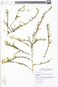 Symphyotrichum racemosum var. racemosum image