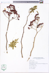 Rosa multiflora image