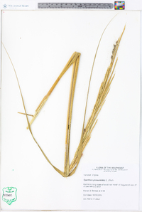 Spartina cynosuroides image