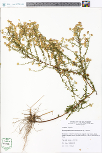 Symphyotrichum racemosum image