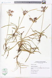 Cyperus rotundus image