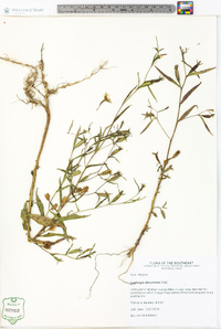 Ludwigia decurrens image