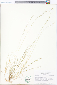 Aristida longespica image