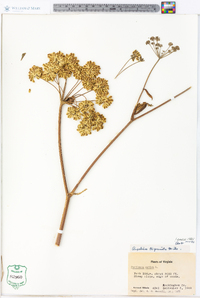 Angelica triquinata image