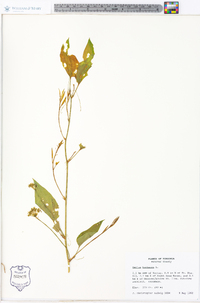 Smilax herbacea image