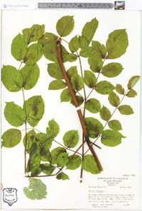 Aralia spinosa image