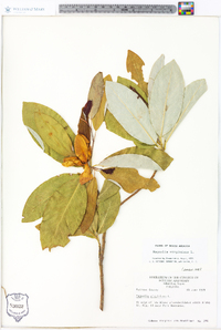 Magnolia virginiana image