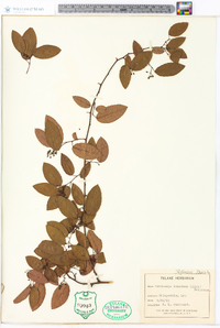 Berchemia scandens image