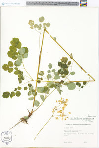 Thalictrum pubescens image