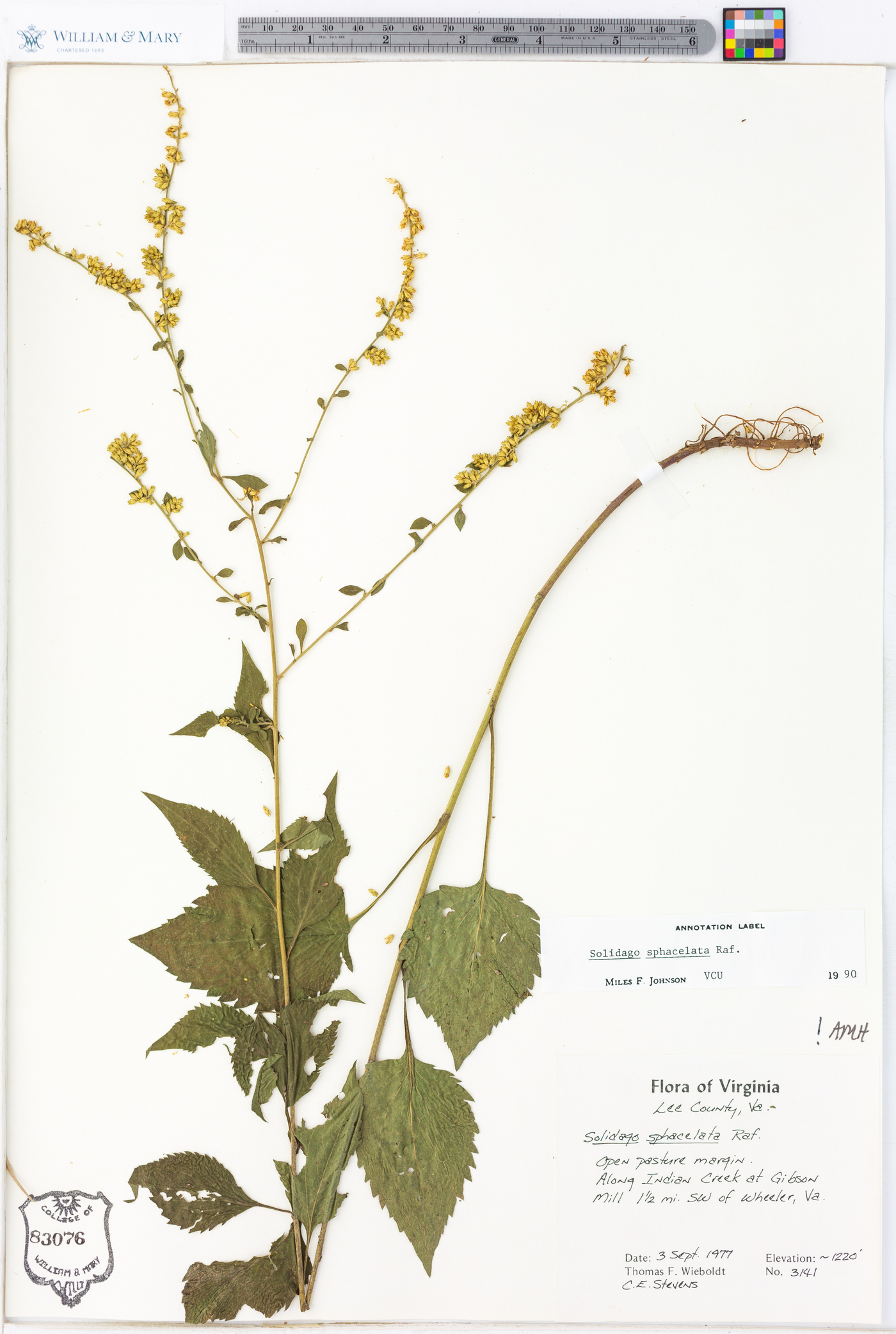 Solidago sphacelata image