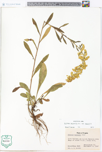 Solidago nemoralis var. nemoralis image