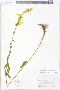 Solidago nemoralis var. nemoralis image