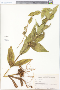 Silphium integrifolium image