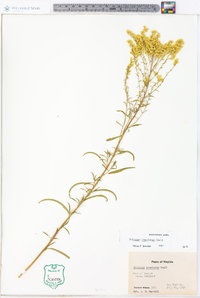 Solidago pinetorum image