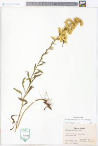 Solidago nemoralis var. nemoralis image