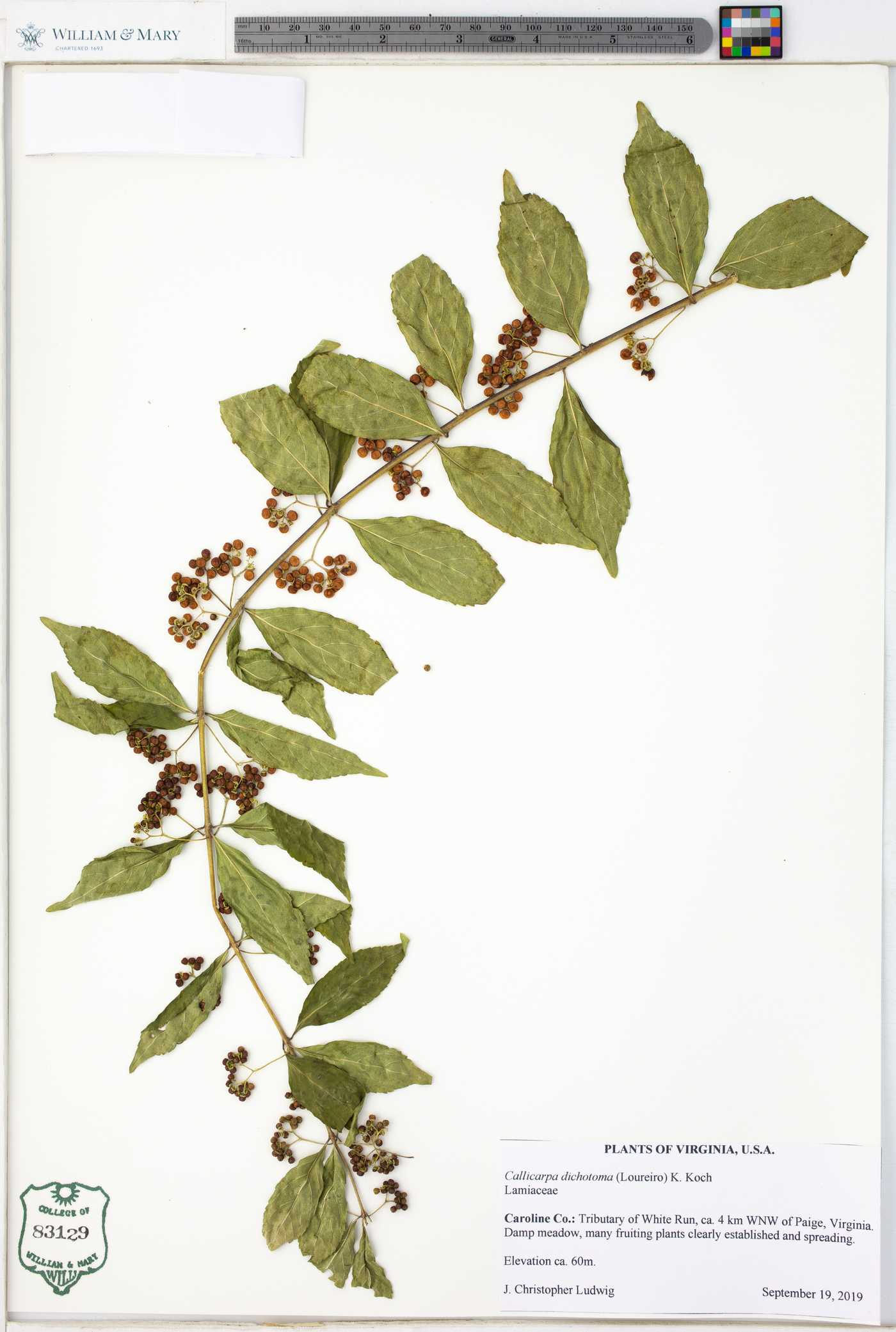 Callicarpa dichotoma image