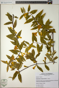 Gelsemium sempervirens image