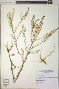 Lepidium campestre image