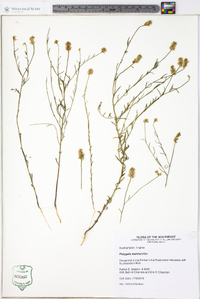 Polygala mariana image