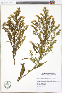 Symphyotrichum pilosum var. pilosum image