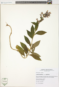 Lobelia siphilitica var. siphilitica image