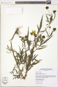Bidens aristosa image