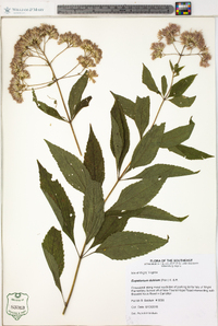 Eupatorium dubium image