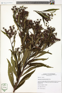 Vernonia noveboracensis image