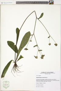 Elephantopus tomentosus image