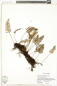 Polypodium polypodioides image