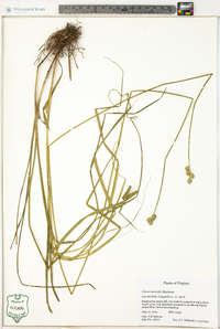 Carex normalis image