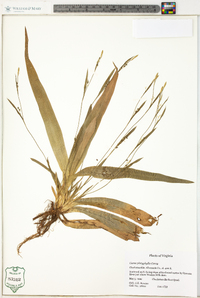 Carex platyphylla image