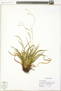 Carex arctata image